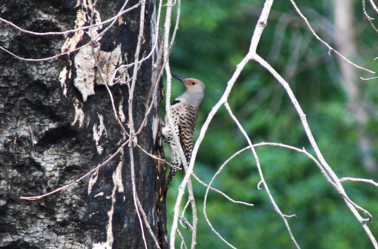 FLICKER.JPG