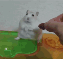 IMG_5946.gif IMG_5946.gif