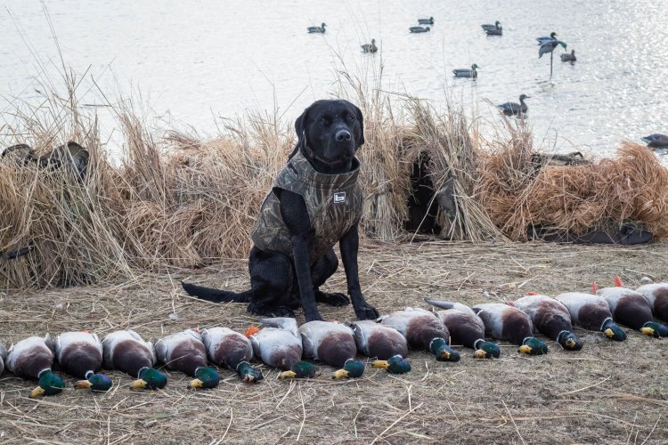 Clark_Ducks5.jpg