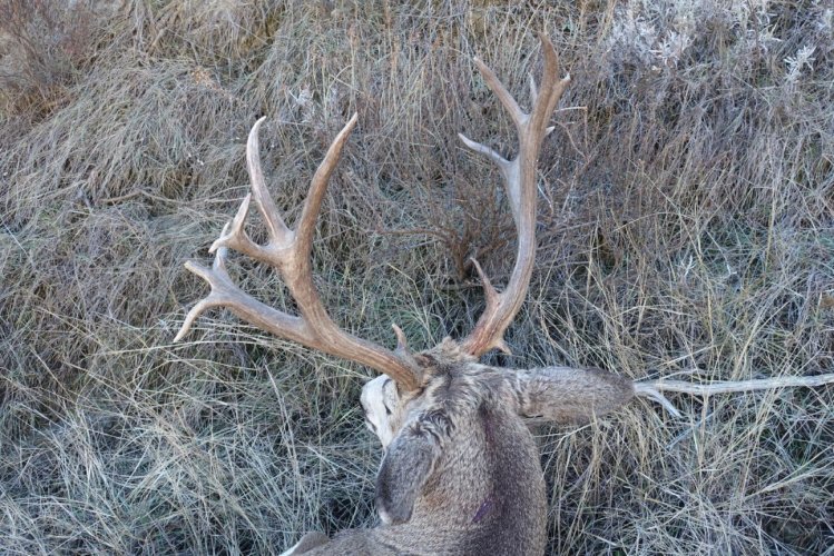 2023 deer_3.jpg