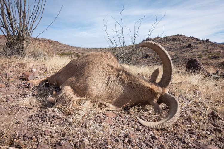 Aoudad.jpg
