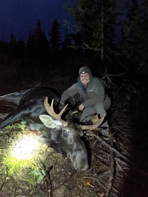 moose2.jpg