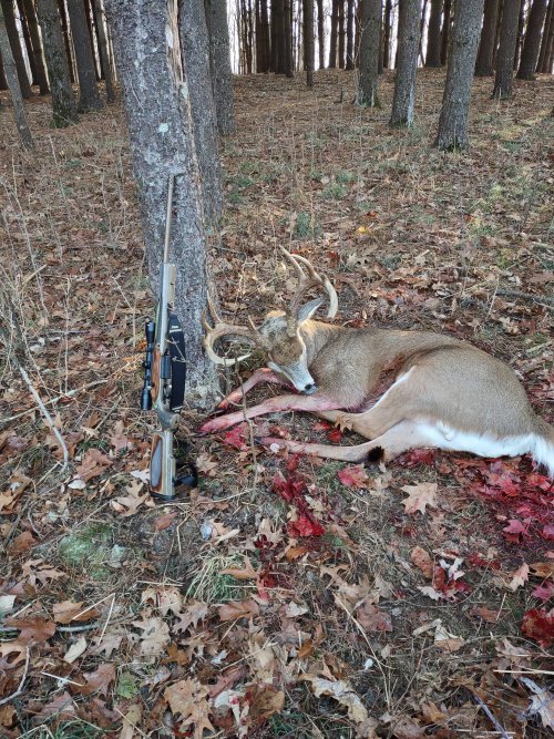 deer 2024.jpg