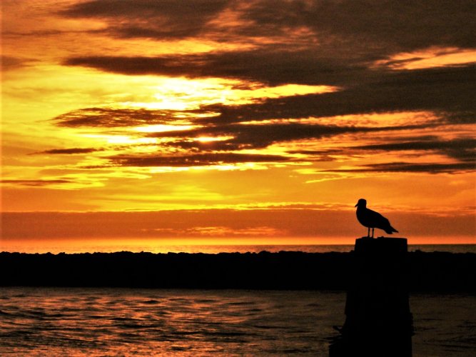 GULL.jpg