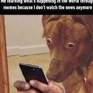 dog1.jpg
