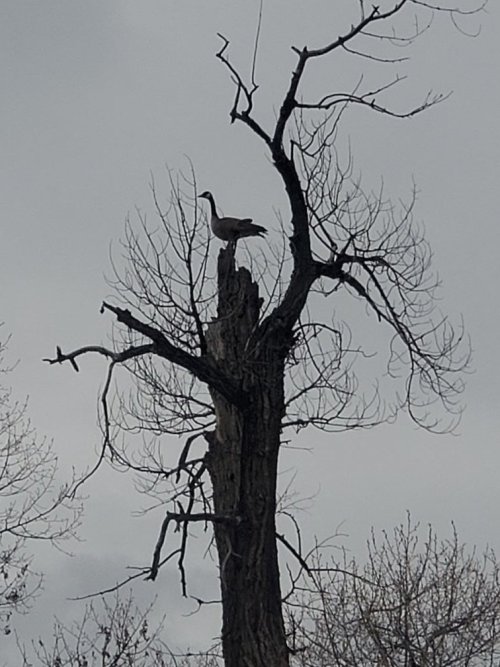 Treetop Goose.jpg