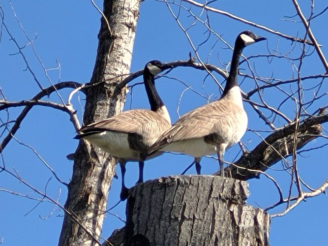 C GOOSE 6.jpg