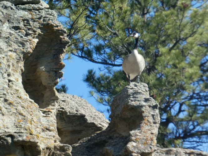 Goose on Medicine Rock.JPG