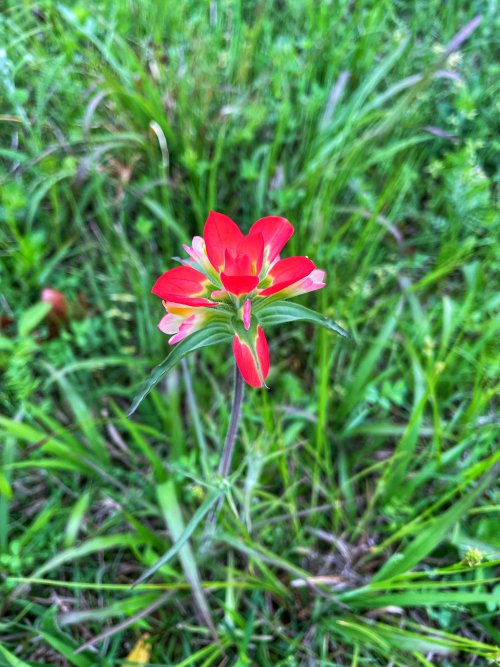 IMG_6665.jpeg