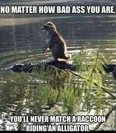 eacoon.jpg