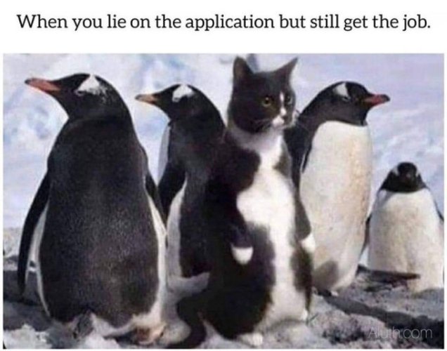 GpO6XO8XkAA1_Rn.jpeg