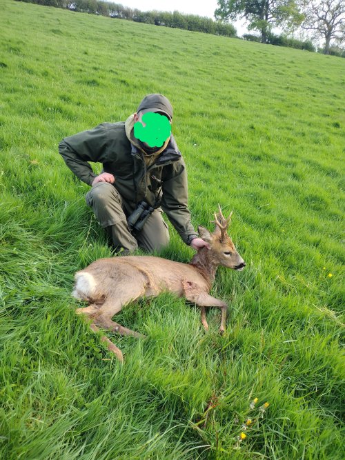 roe buck 2025.jpg