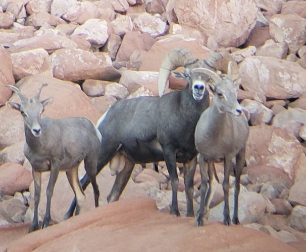 2024-3424 sheep.jpg
