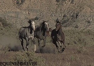 tmp.gif