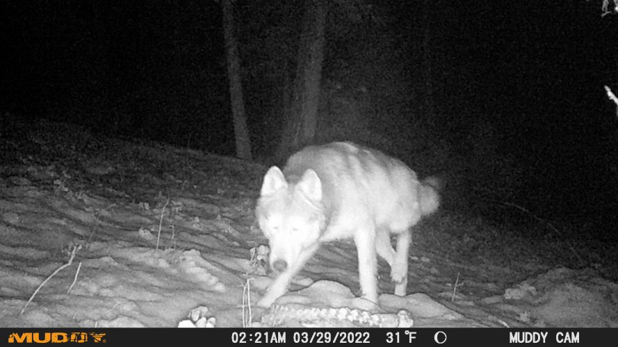 wolf deer skelton 2025.JPG wolf deer skelton 2025.JPG