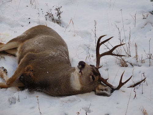 Joel Buck 2015 on ground smaller.jpg