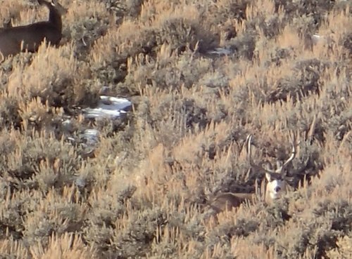 mulie1.jpg mulie1.jpg