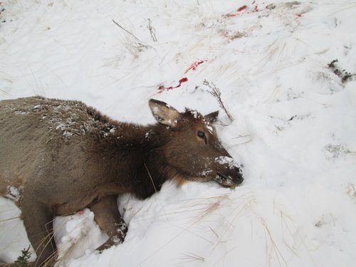 Cow_elk2.jpg Cow_elk2.jpg