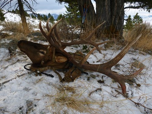 2015 elk.jpg