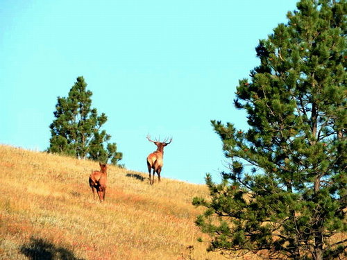 elk.jpg