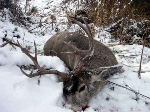 mdbuck.jpg