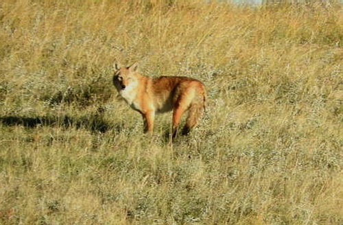 yote.jpg