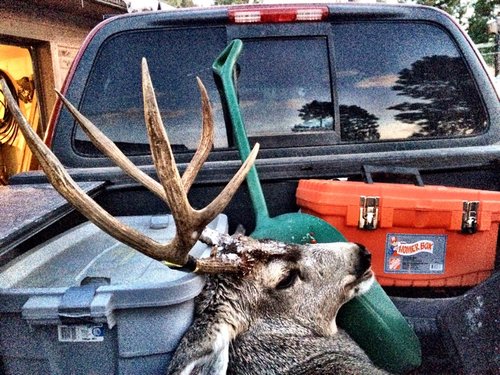 MuleDeer.JPG MuleDeer.JPG