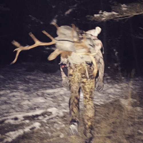 2015 Elk2.JPG