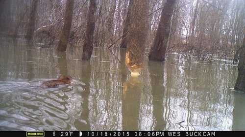 2015 deer beaver 1287.JPG