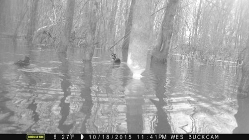 2015 deer beaver 1288.JPG