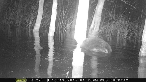 2015 deer beaver 1300.JPG