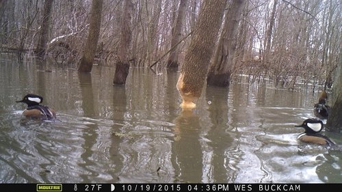 2015 deer beaver 1303.JPG