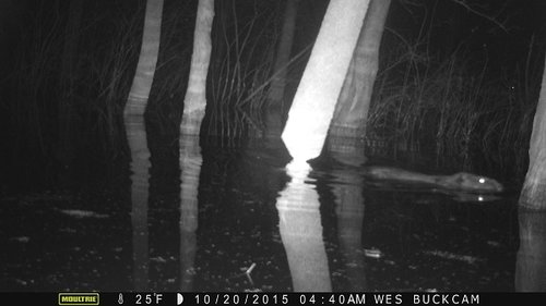 2015 deer beaver 1310.JPG