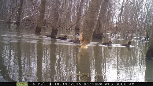 2015 deer beaver 1306.JPG