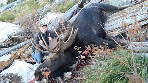 Moose1.jpg Moose1.jpg