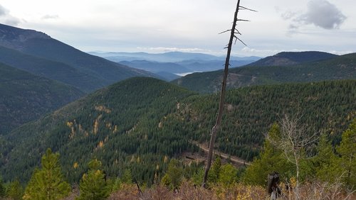 moose 7.jpg moose 7.jpg
