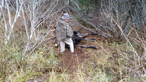 moose 8.jpg moose 8.jpg