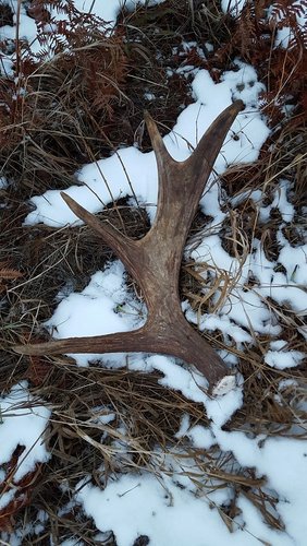 moose 11.jpg moose 11.jpg