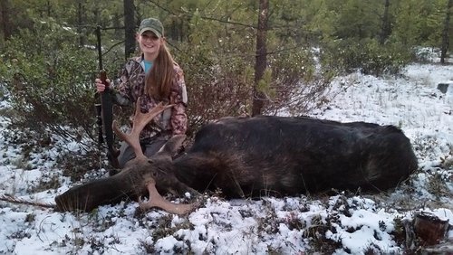 moose 12.jpg moose 12.jpg