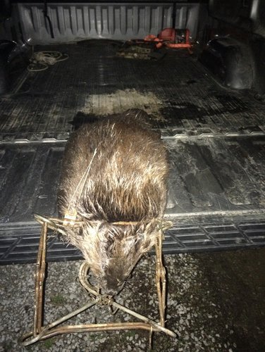 beaver # 3 2015.jpg