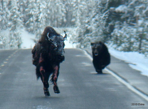 bison1.jpg