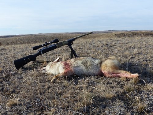 coyotes 15 022.JPG