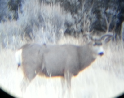 deer33.png