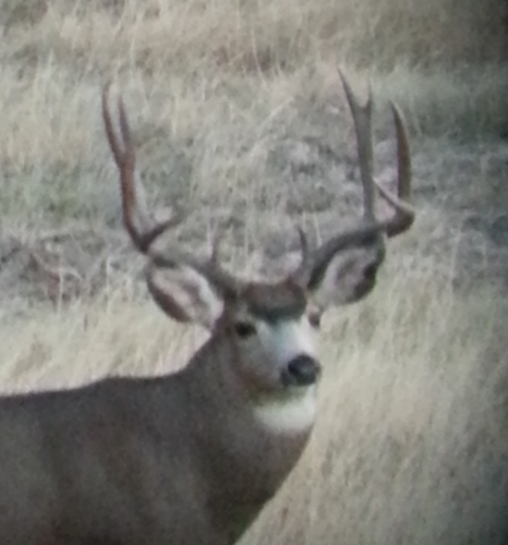 new deer1.png
