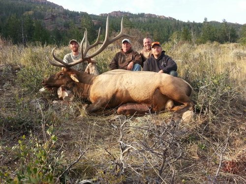 2015elk11.jpeg