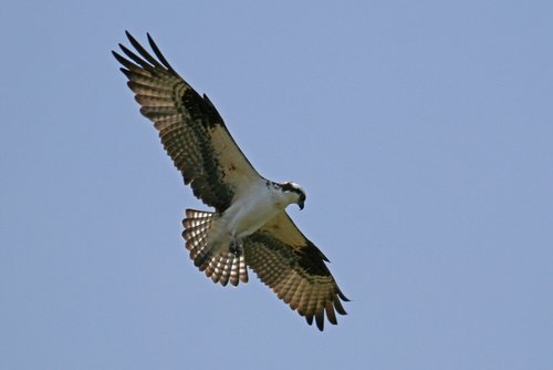 Osprey1.jpg