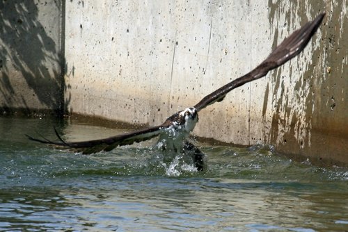 Osprey3.jpg