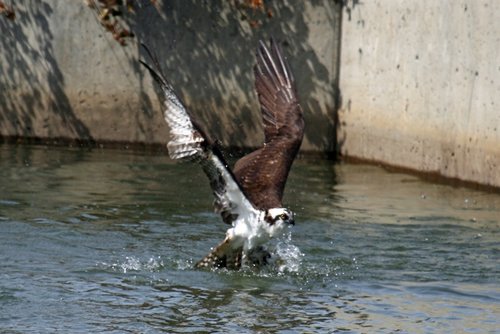 Osprey7.jpg