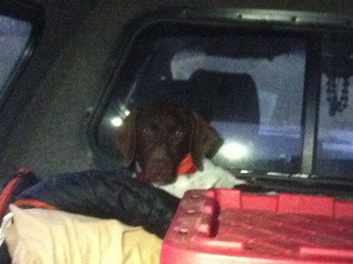Roxy in truck.JPG