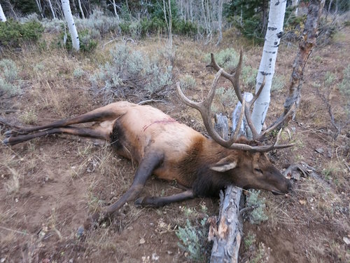 Elk photo.jpg